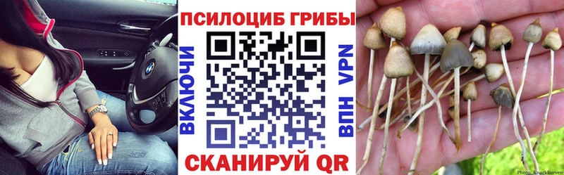 как найти наркотики  Туран  Псилоцибиновые грибы MAGIC MUSHROOMS 